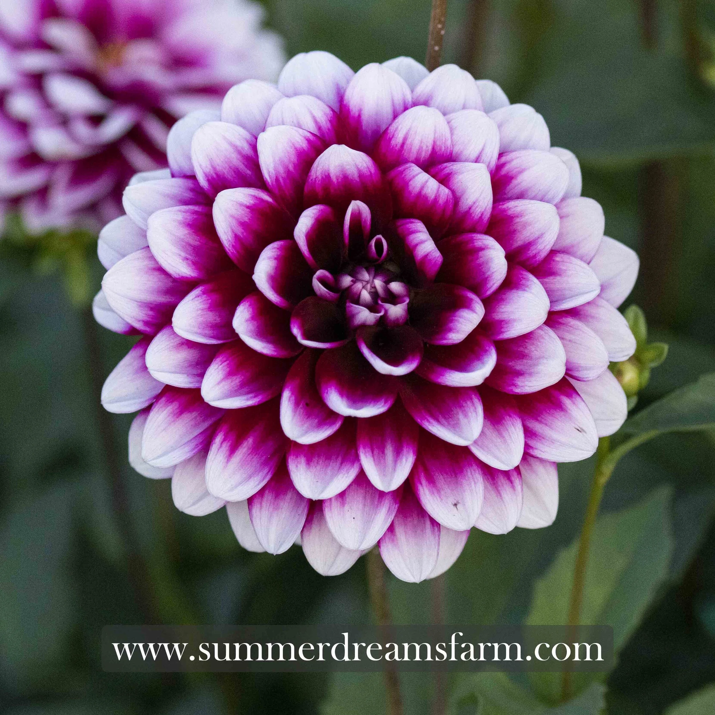 Dahlia - Ryan C — Dahlia | SummerDreamsFarm